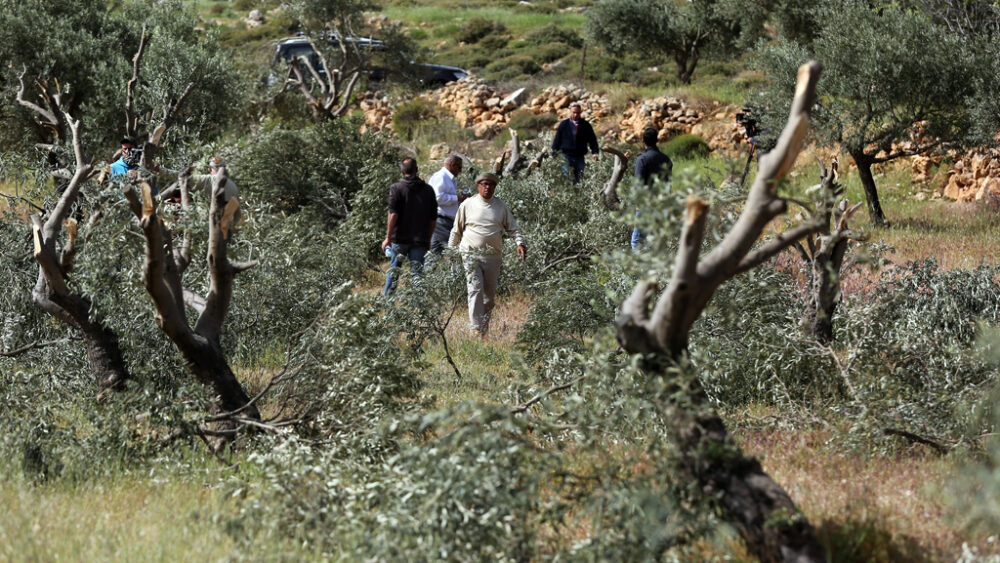 مستوطنون يقتلعون نحو 50 شجرة زيتون في دير بلوط غرب سلفيت