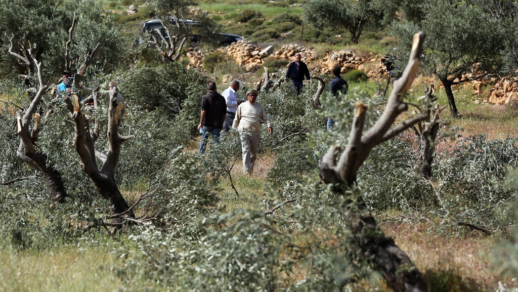 مستوطنون يقتلعون نحو 50 شجرة زيتون في دير بلوط غرب سلفيت