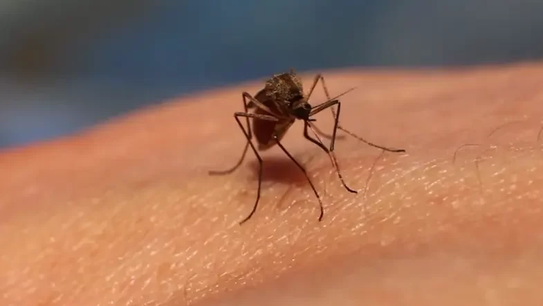 الحمى الصفراء تجبر كولومبيا على إعلان الطوارئ الصحية