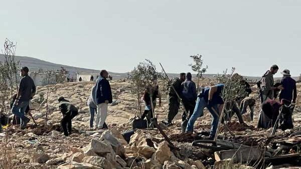 مستوطنون يقتلعون أشجاراً ويطلقون مواشيهم في المحاصيل الزراعية بمسافر يطا