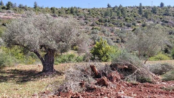 الاحتلال يجرف أراضي في قرية أم صفا شمال غرب رام الله