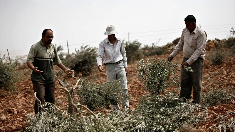 مستوطنون يقطعون أشجار زيتون جنوب الخليل