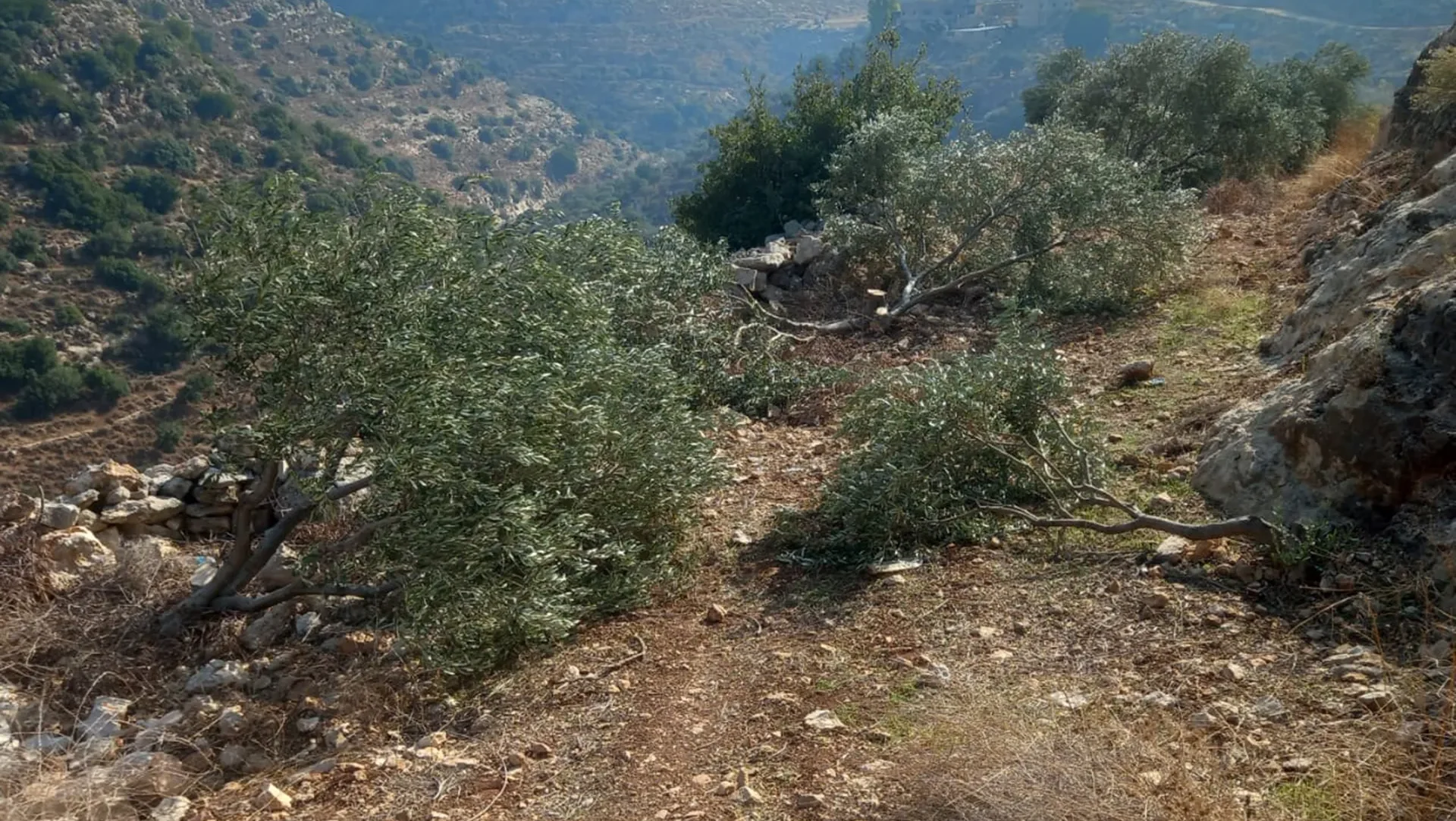 الاحتلال يهدم منزل ويسليم إخطارين ومستوطنون يقطعون 200 شجرة زيتون في قرية المغير