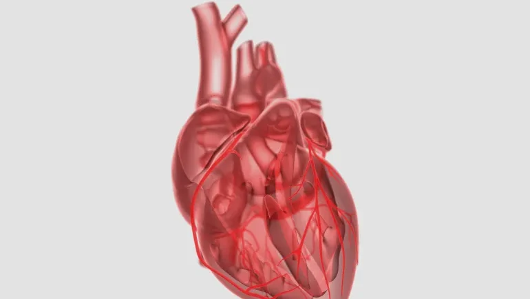 ما سبب فشل القلوب المتبرع بها؟ وكيف يمكن الحفاظ عليها؟