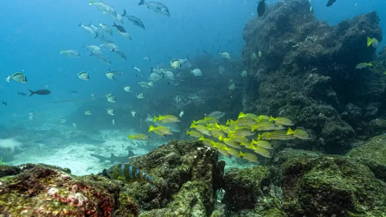 التنوع البيولوجي بين مخاطر التغير المناخي والأنشطة البشرية