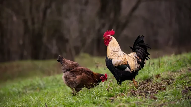 بلدية لبنانية تحظر تربية الديوك بسبب الصياح الصباحي