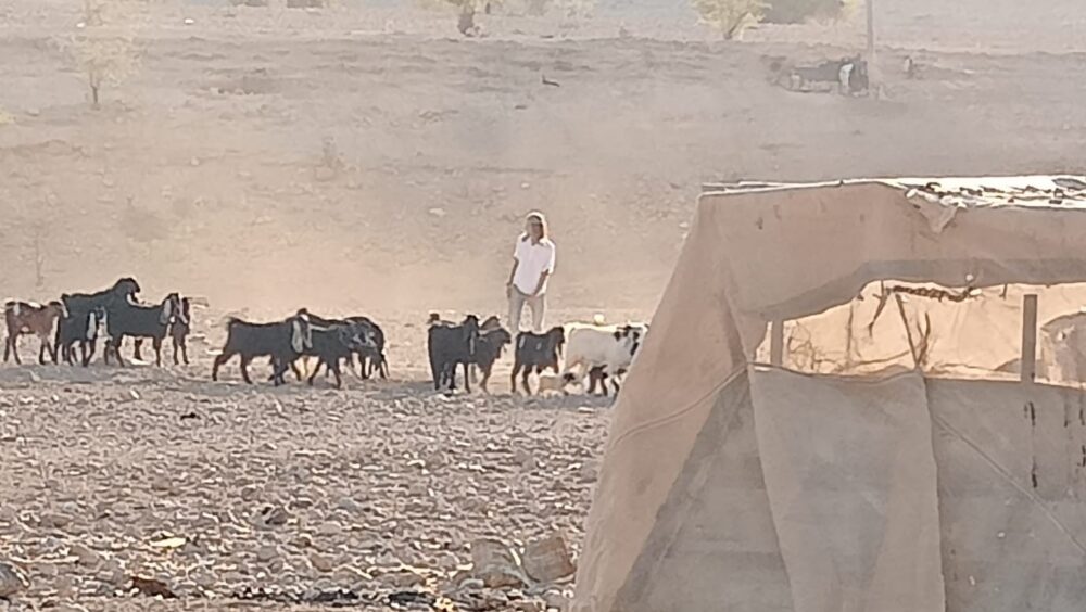 مستوطنون يقتحمون قرية شلال العوجا شمال أريحا