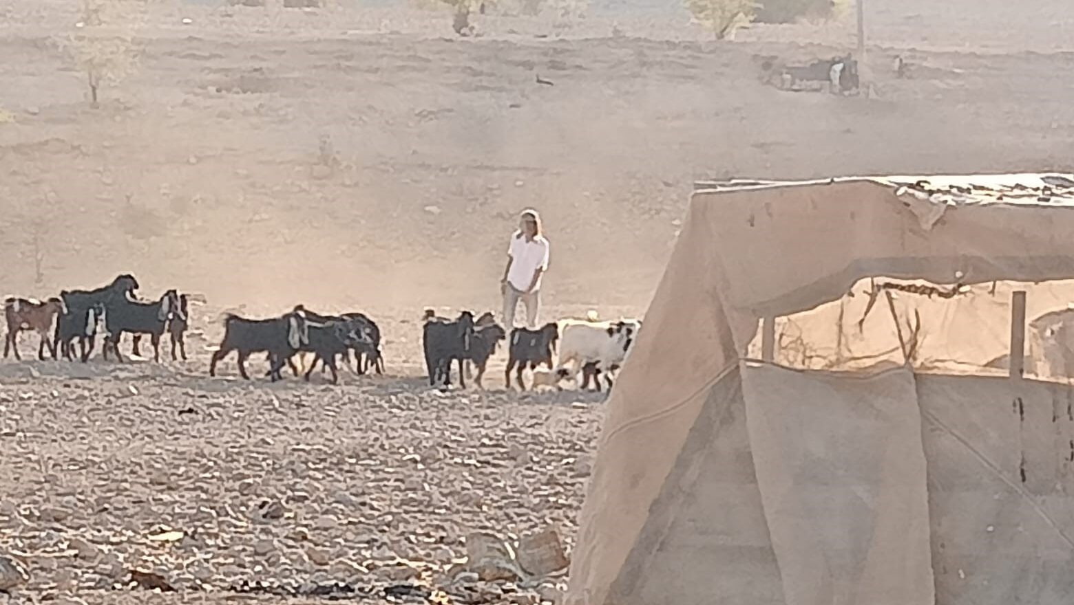 مستوطنون يقتحمون قرية شلال العوجا شمال أريحا