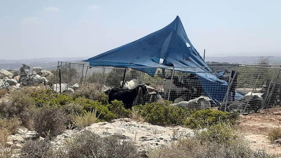 مستوطنون ينصبون خياماً على أراضي ديراستيا شمال غرب سلفيت