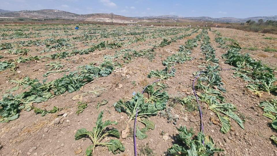 مستوطنون يدمرون محاصيل زراعية شمال غرب نابلس