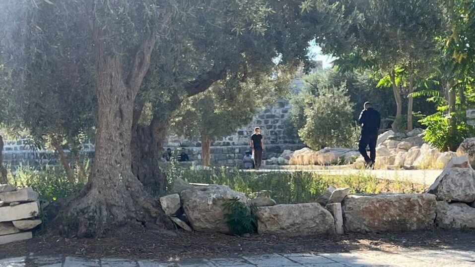 مستوطنون يقتحمون المسجد الأقصى المبارك