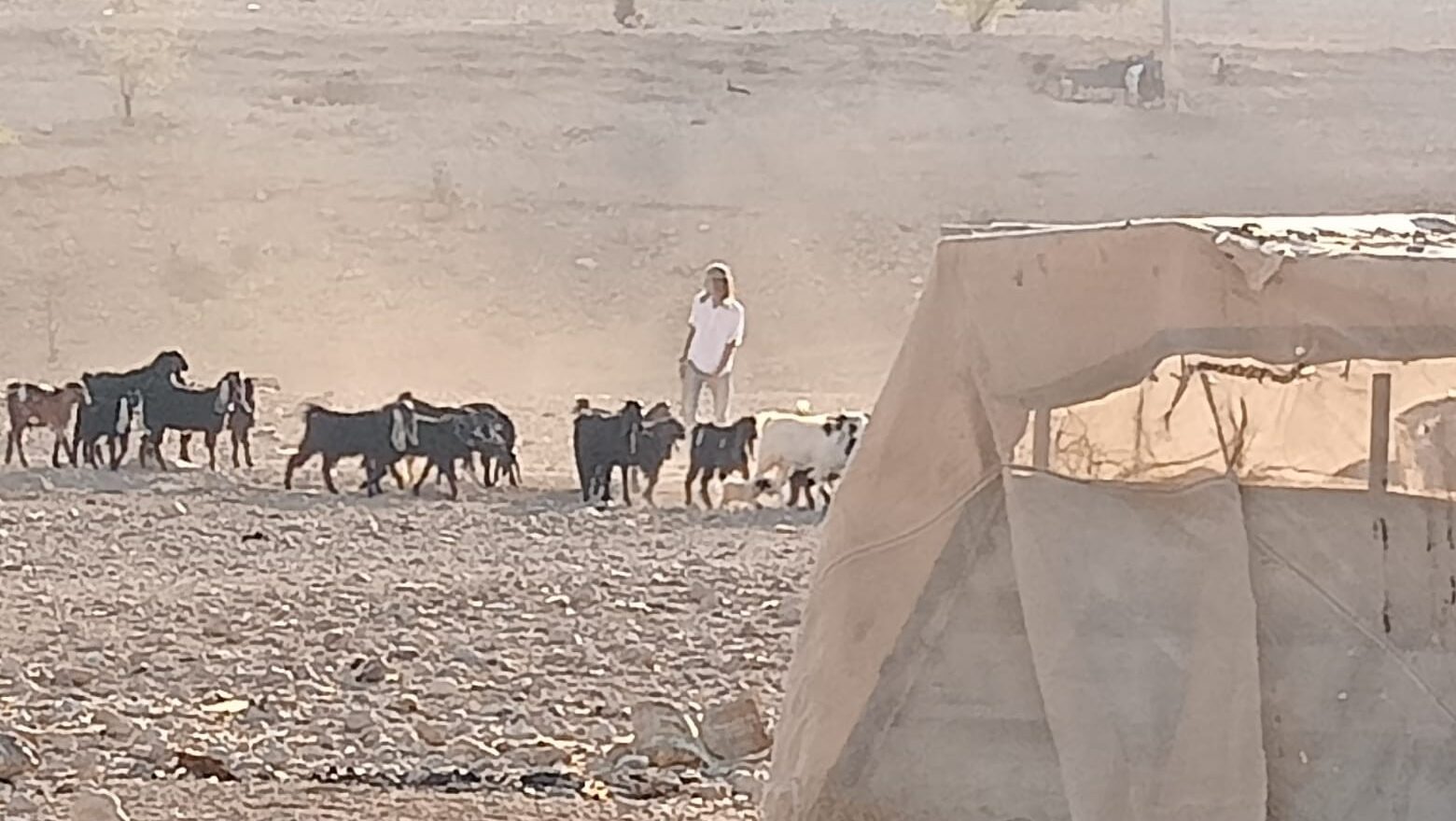 مستوطنون يقتحمون قرية شلال العوجا شمال أريحا