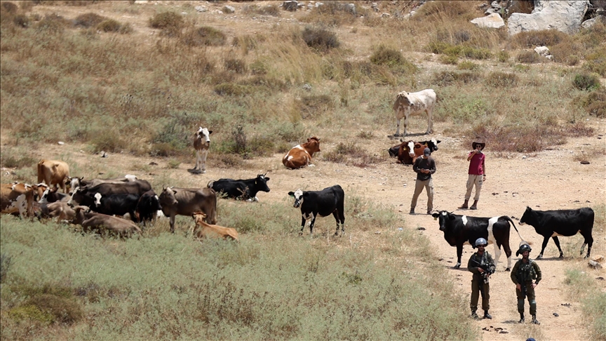 مستوطنون يغرقون أراضي المواطنين بالمياه العادمة ويحاولون سرقة مواشٍ بمسافر يطا