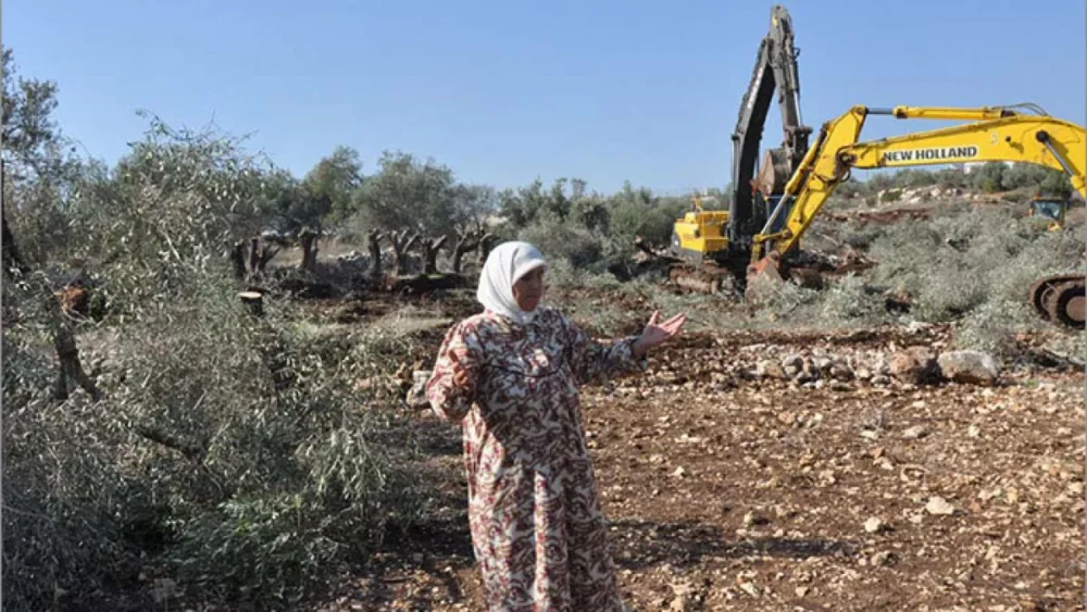 الاحتلال يشرع بتجريف أراضٍ ويقتلع أشجار زيتون في قرية برقة