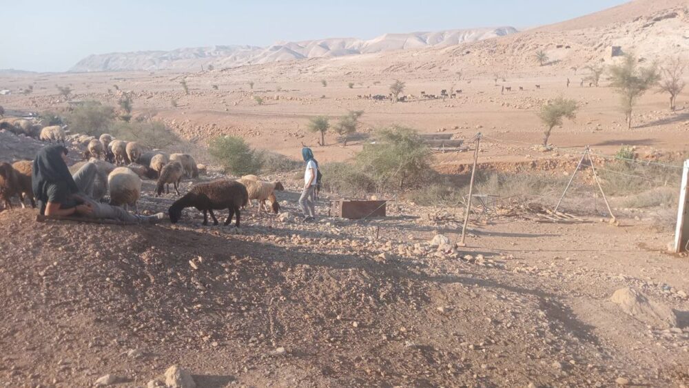 مستوطنون يطلقون مواشيهم في محيط مساكن المواطنين شمال أريحا