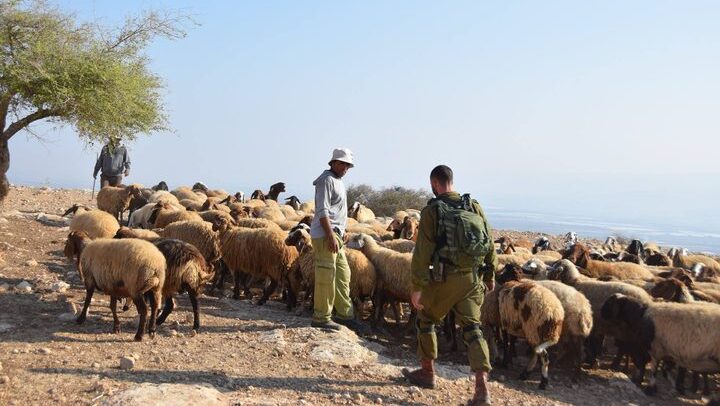 مستوطنون يجبرون رعاة الماشية على ترك المراعي في الأغوار الشمالية