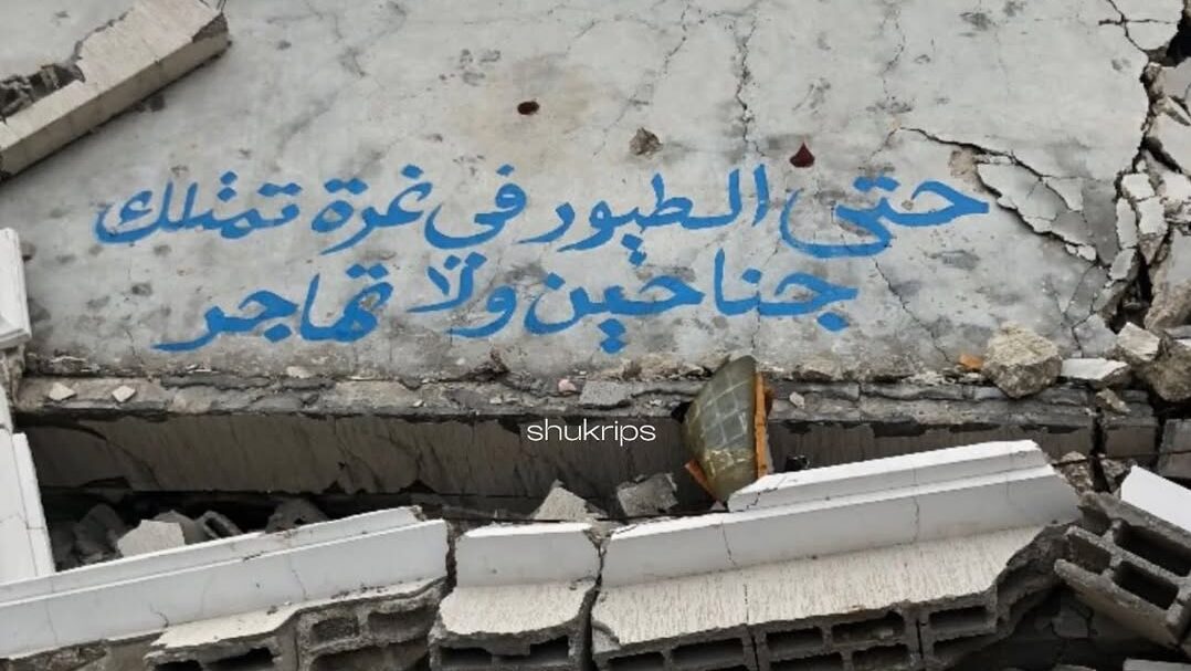 حتى طيور غزة لم تهاجر