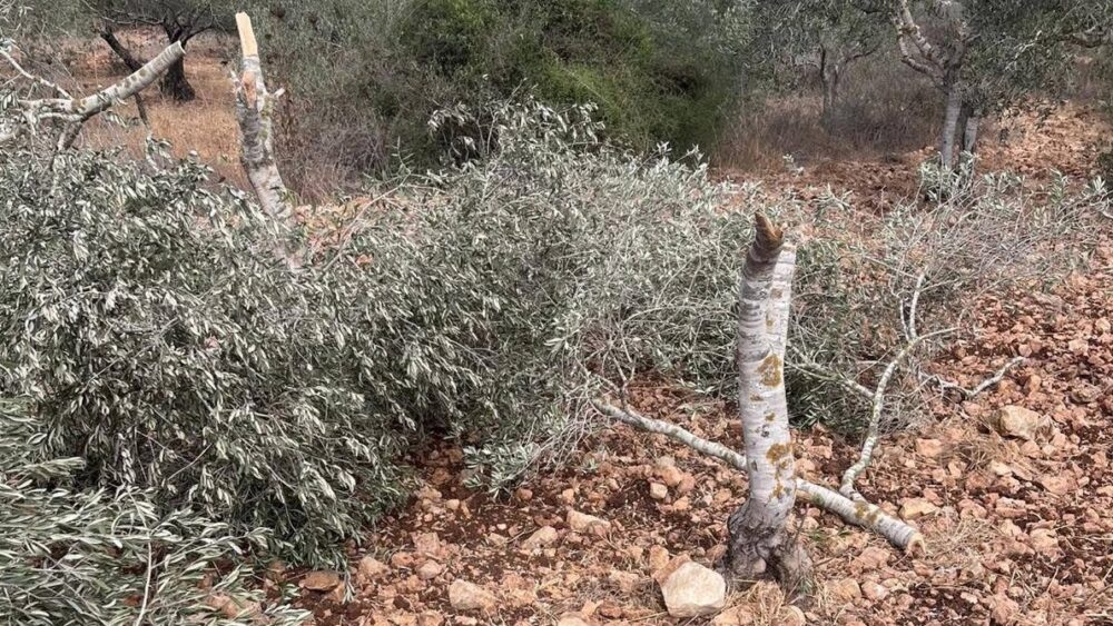 مستوطنون يقطعون أشجار زيتون جنوب سلفيت