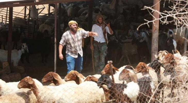 مستوطنون يعتدون على فلسطيني ويسرقون 300 رأس غنم برام الله