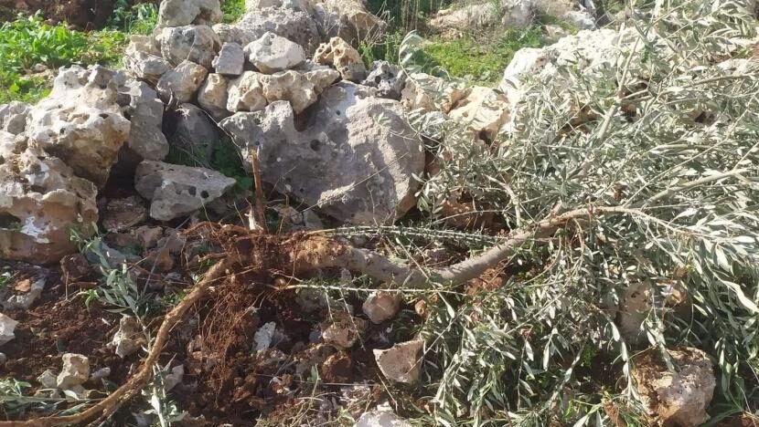 مستوطنون يقطعون أشجارا غرب نابلس