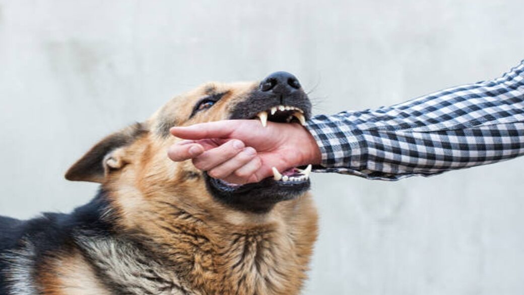 منذ مطلع العام: تسجيل 6 إصابات بداء الكلب وحالات العض تجاوزت الـ1000 حالة في الضفة