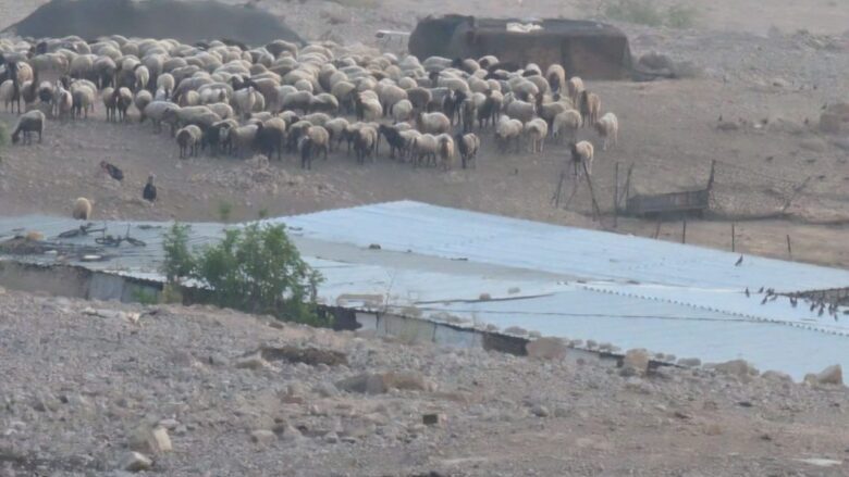 مستوطنون يطلقون مواشيهم بين مساكن المواطنين في شلال العوجا شمال أريحا