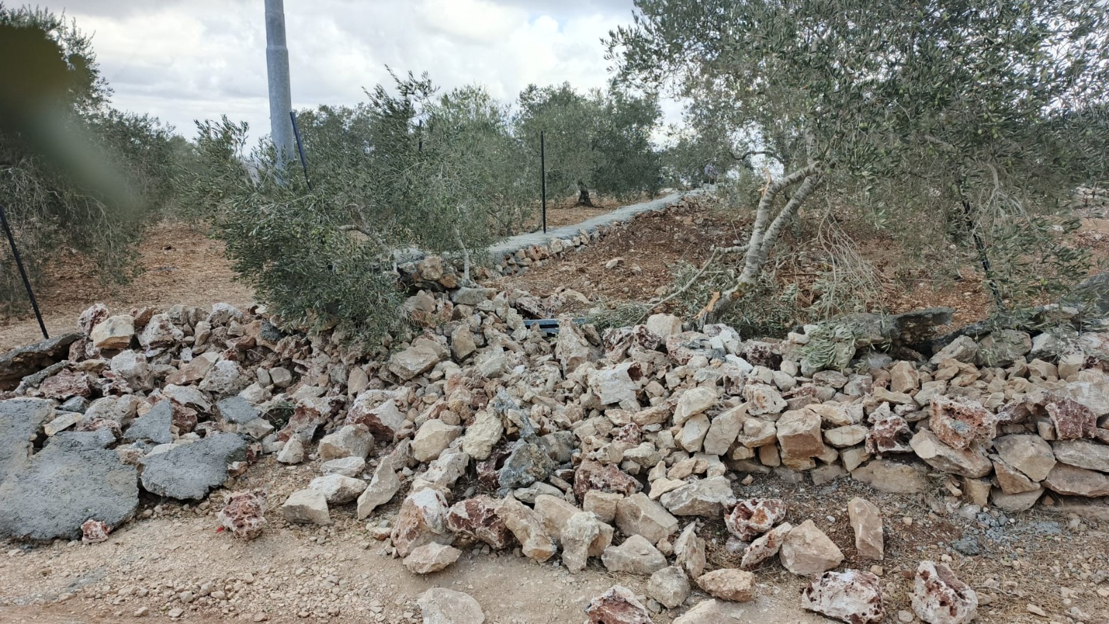 مستوطنون يعتدون على أراضي المواطنين في فرخة جنوب سلفيت