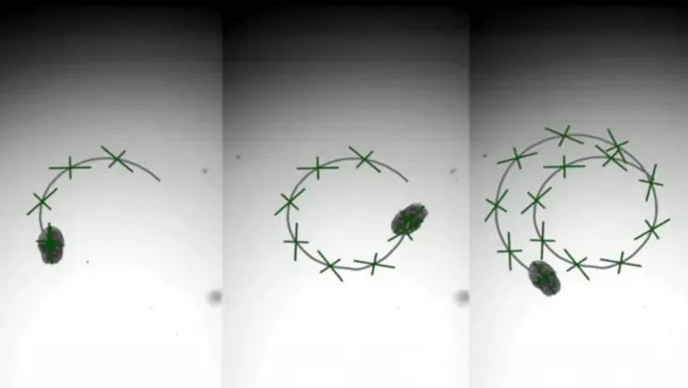 روبوتات بيولوجية مصممة من خلايا الرئة البشرية