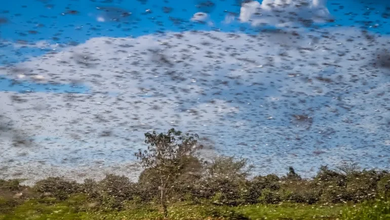 زمن الجراد: من أسراب الريح إلى مصانع الإبادة
