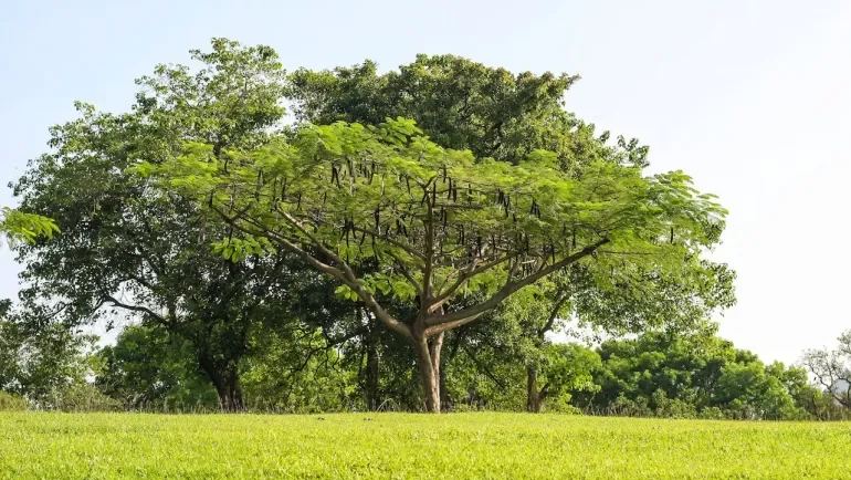 السنط بين الأسطورة والعلم.. كنز علاجي على ضفاف النيل