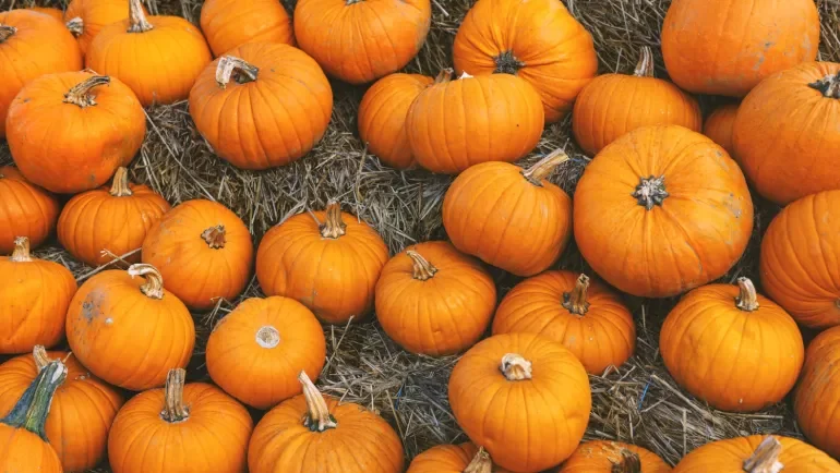 طعام الخريف الخارق.. لماذا ينصح خبراء التغذية بتناول اليقطين؟