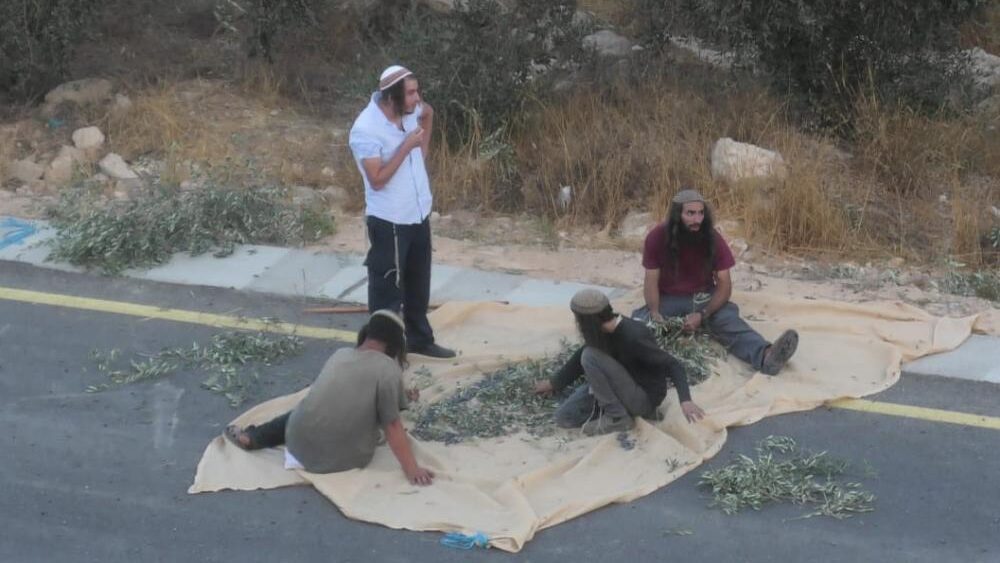 مستوطنون يسرقون ثمار الزيتون في سهل رامين ويعتدون على أحد المزارعين