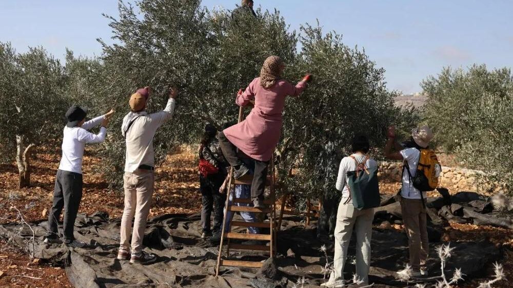 مستوطنون يهاجمون المزارعين في ترمسعيا والمغير