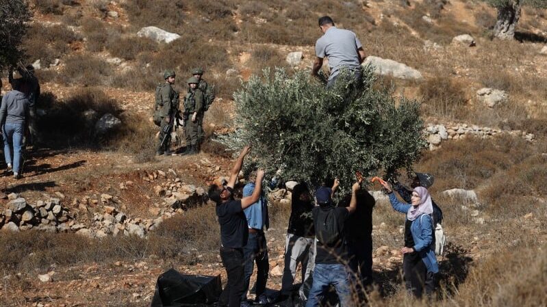 الاحتلال يطلق الرصاص تجاه قاطفي الزيتون في كوبر شمال رام الله