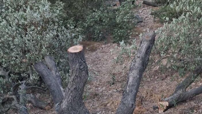 مستوطنون يقطعون أكثر من 300 شجرة زيتون ولوز معمرة في سعير شمال شرق الخليل