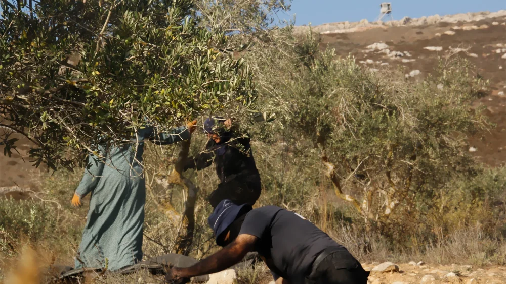 مستوطنون يعتدون على مواطن وزوجته ويسرقون محصول الزيتون غرب سلفيت