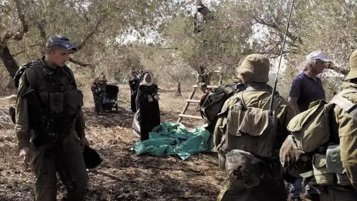 الاحتلال يطلق الرصاص الحي تجاه قاطفي الزيتون في كفر راعي