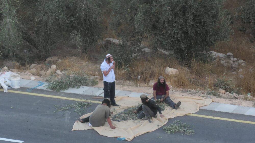 مستوطنون يهاجمون المزارعين ويسرقون محاصيل الزيتون في سعير