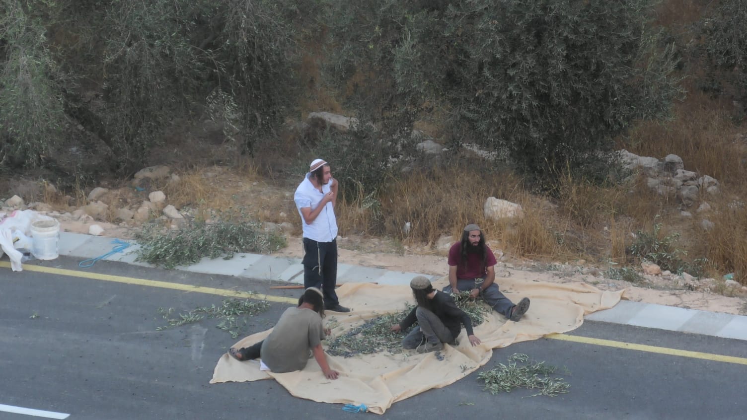 مستوطنون يهاجمون المزارعين ويسرقون محاصيل الزيتون في سعير