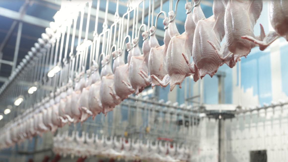 انخفاض غير مسبوق في أسعار الدجاج بالضفة الغربية
