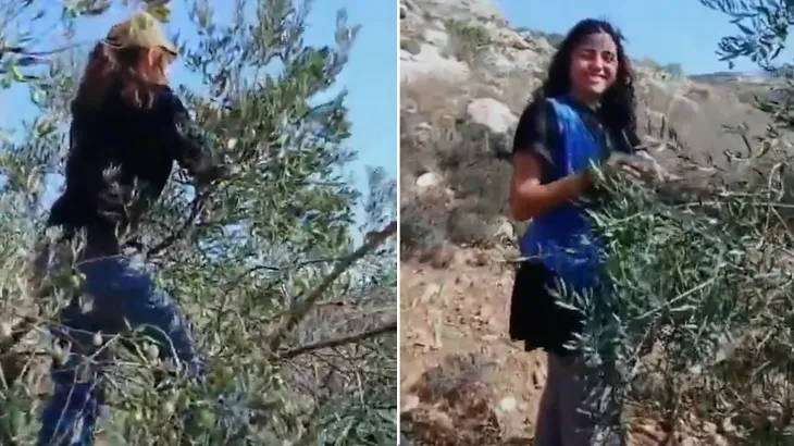 فيديوهات "فتيات التلال" تثير الغضب بعد تصوير سرقة زيتون الضفة الغربية