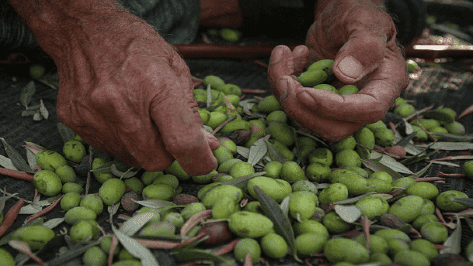 مجلس الإفتاء يدعو إلى مساندة مزارعي الزيتون