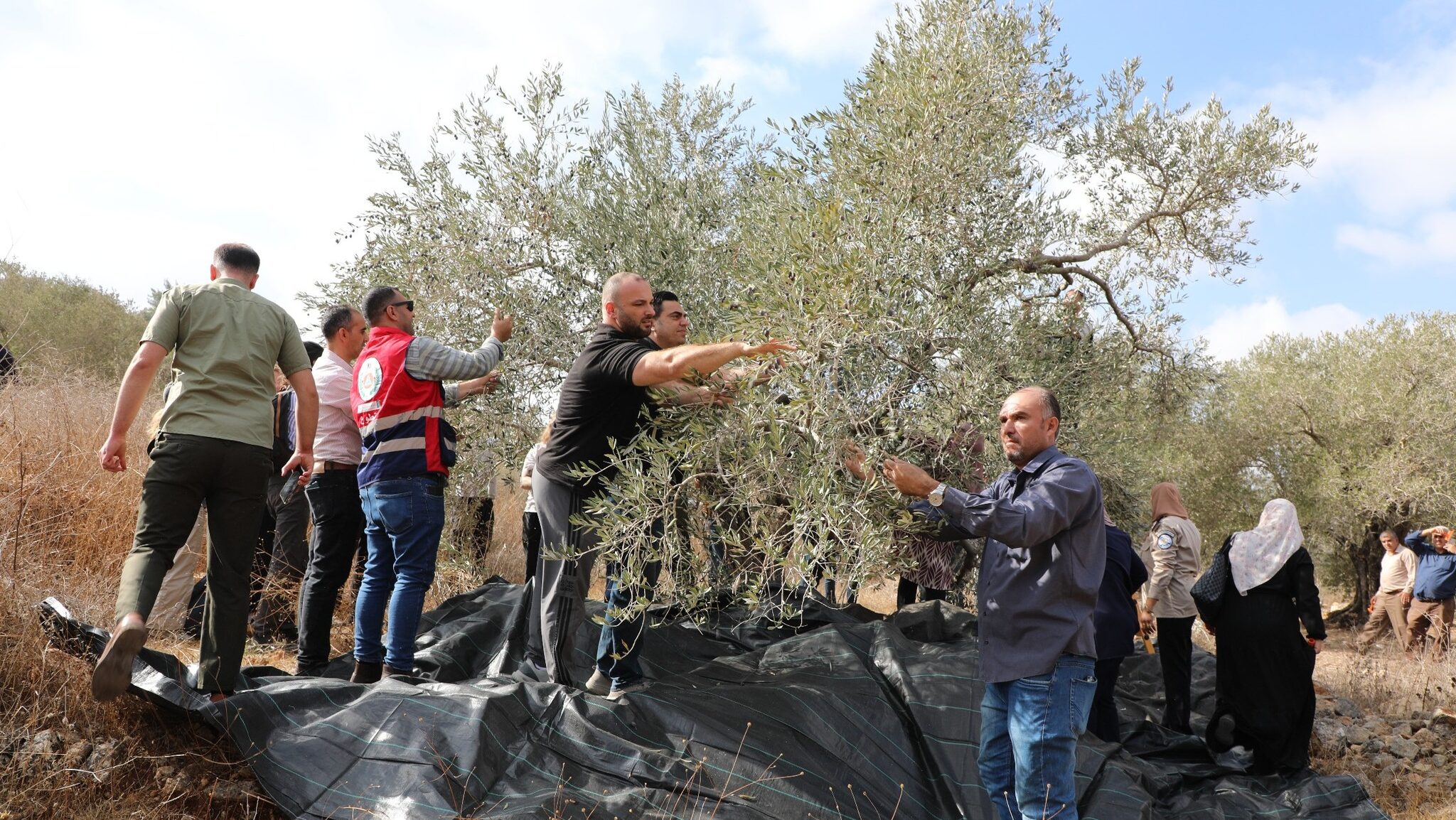 انطلاق فعاليات الحملة الوطنية لقطف الزيتون في بيت لحم