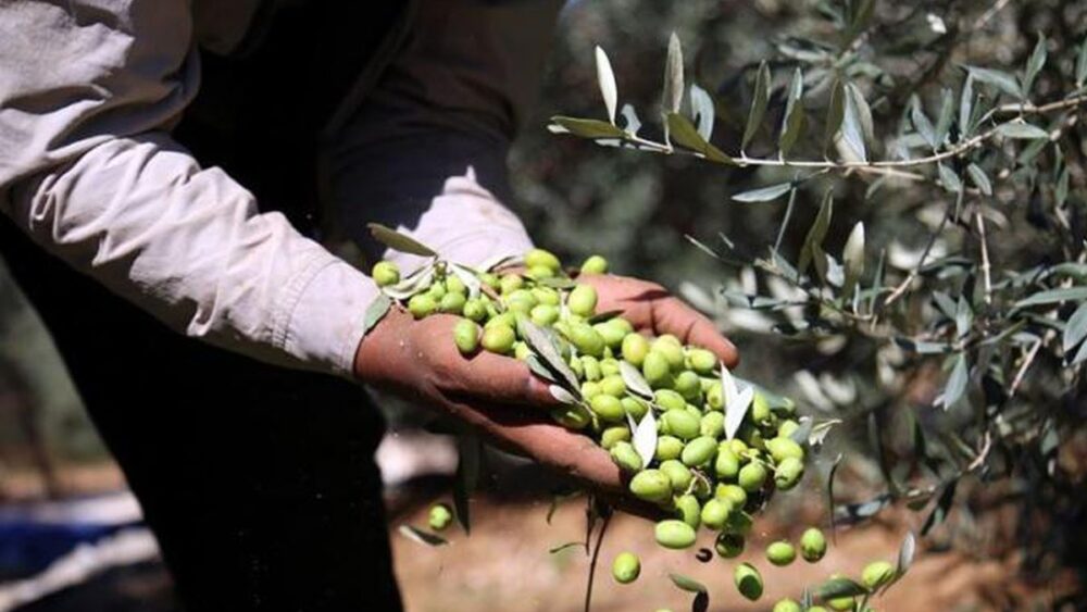 ارتفاع قياسي في أسعار زيت الزيتون الفلسطيني