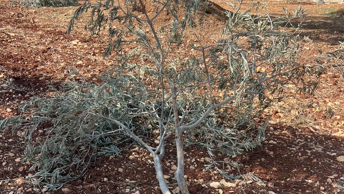 الاحتلال يقتلع عشرات أشجار الزيتون في رام الله