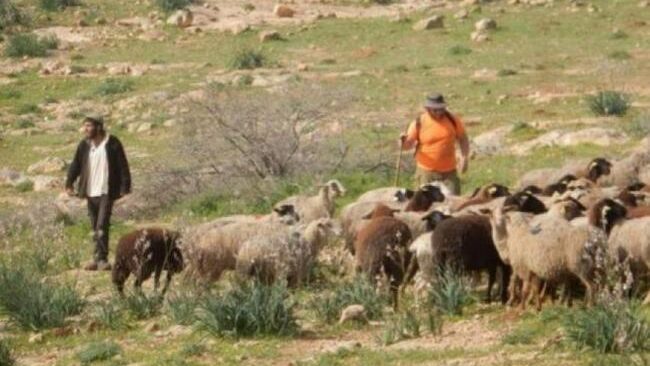 مستوطنون يطاردون رعاة الماشية في الحديدية بالأغوار الشمالية