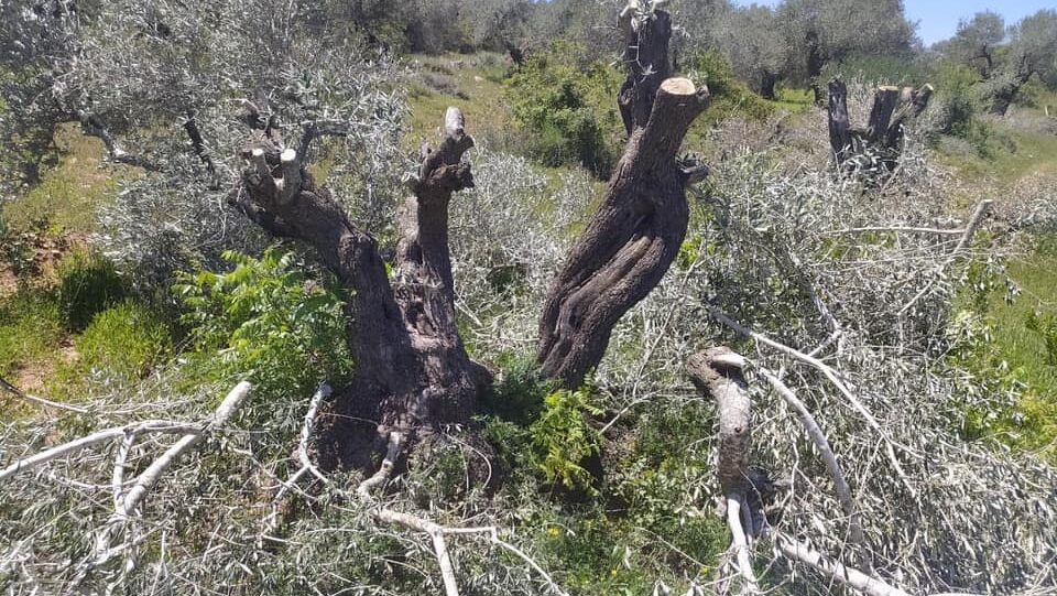 مستوطنون يقطعون 40 شجرة زيتون في مخماس شمال القدس