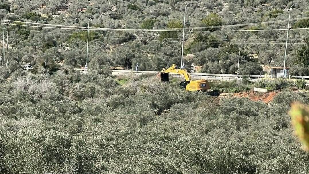 الاحتلال يواصل تجريف واقتلاع أشجار زيتون معمرة في سلفيت