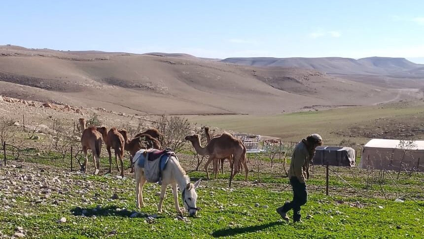 مستوطنون يرعون أغنامهم في أراضي المواطنين ببلدة سنجل شمال رام الله