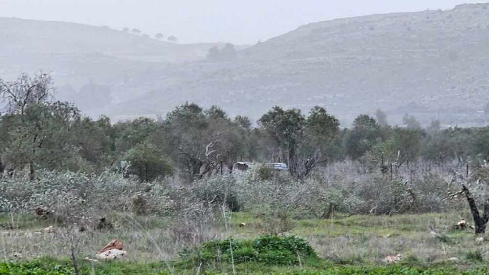 مستوطنون يقتلعون 200 شجرة زيتون في ترمسعيا شمال رام الله